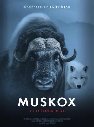 Постер до фільму "Muskox"