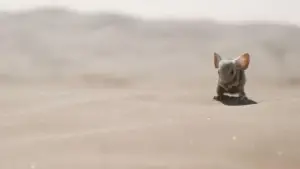 Задник до фильму"Дюна: Частина друга" #529072