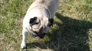 Задник до фильму"" #710706