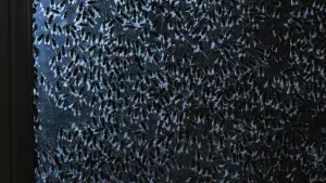 Задник до фильму"" #262605