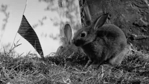 Задник до фильму"Ізгої" #648875