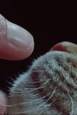 Постер до фільму "Body, remember..."