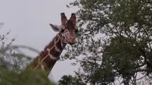 Задник до фильму"Ейс Вентура: Поклик природи" #808884