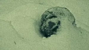 Задник до фильму"Tommy The Smoker" #774193