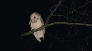 Задник до фильму"" #717764