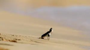 Задник до фильму"هورايزن" #793474