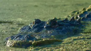 Задник до фильму"Lake Jesup: Bonecrusher