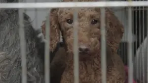 Задник до фильму"Dogspiracy" #800884