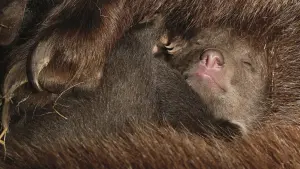 Задник до фильму"Ведмеді" #471336