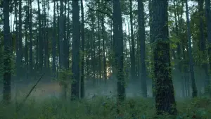 Задник до фильму"Ребел-Ридж" #593205