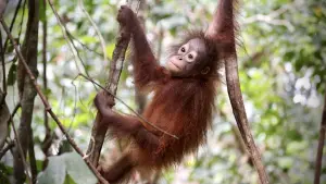Задник до фильму"Orang-Utans - Borneos Waldmenschen" #922232