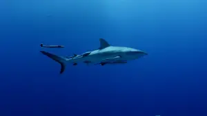 Задник до фильму"هورايزن" #793414