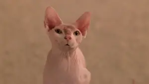 Задник до фильму"П’ятірка шукачів скарбів" #462305