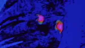 Задник до фильму"Хижак" #559758