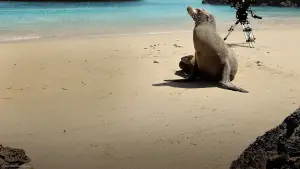 Задник до фильму"" #720067