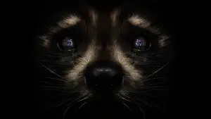 Задник до фильму"Вартові галактики 3" #560460