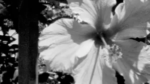 Задник до фильму"" #444187