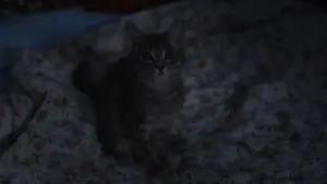 Задник до фильму"Пробач, дівчинко" #762654