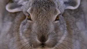 Задник до фильму"" #390747