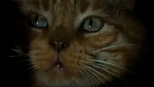 Задник до фильму"Чужий" #750276