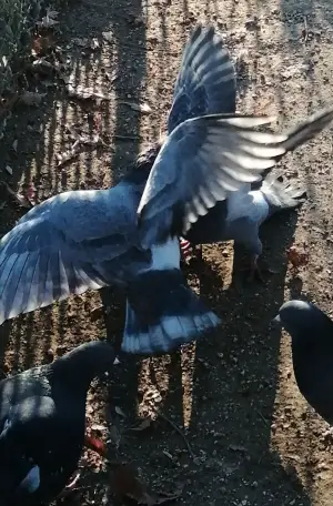 I Saw Mockingbirds laughing under the sun of Valence