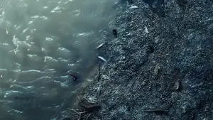 Задник до фильму"Бідолашні створіння" #584084