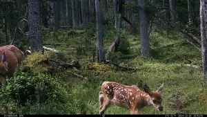 Задник до фильму"" #547807