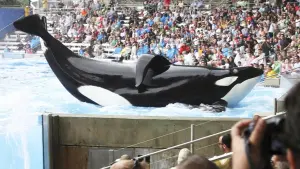 Задник до фильму"Кит-убивця" #404444