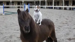 Задник до фильму"Пригоди Доллі та Спанкі" #798939