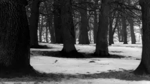 Задник до фильму"Персона" #705353