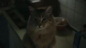 Задник до фильму"Спіймати на гарячому" #527883