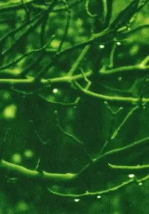 Постер до фильму"" #742750