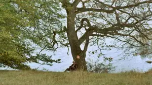 Задник до фильму"" #631567