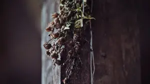 Задник до фильму"Виття" #223979