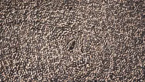 Задник до фильму"Дюна: Частина друга" #529108