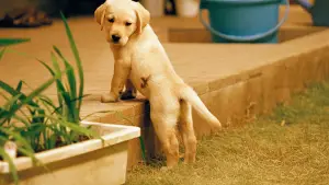 Задник до фильму"クイール" #764480