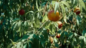 Задник до фильму"Назви мене своїм ім