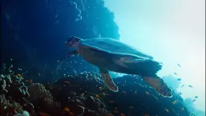 Задник до фильму"هورايزن" #793419