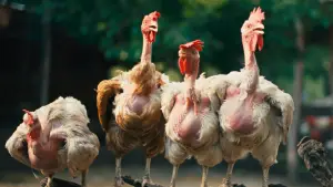 Задник до фильму"Курочка" #796834