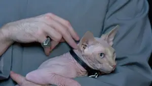 Задник до фильму"Остін Паверс: Міжнародний таємний агент" #723277