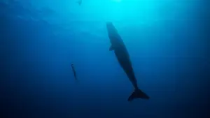 Задник до фильму"Freediver" #791622