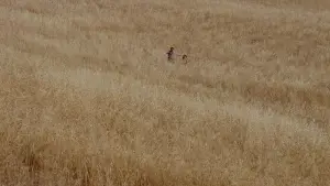 Задник до фильму"Новий кінотеатр «Парадізо»" #670416