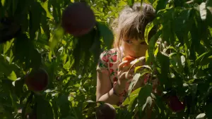 Задник до фильму"Алькаррас" #383955