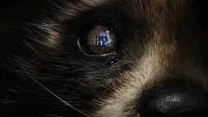 Задник до фильму"Вартові галактики 3" #560468