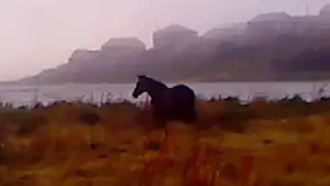 Задник до фильму"ხმელი ფოთოლი" #770900