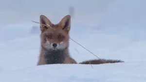 Задник до фильму"" #199742