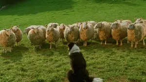 Задник до фильму"Бейб" #719886