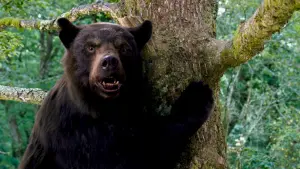 Задник до фильму"Ведмідь під кайфом" #302310