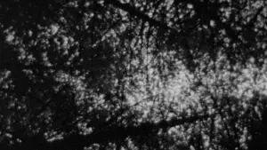 Задник до фильму"Відьма з Блер: Курсова з того світу" #697472