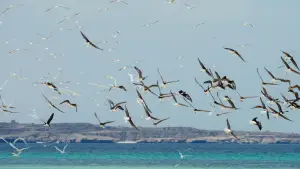 Задник до фильму"هورايزن" #793422